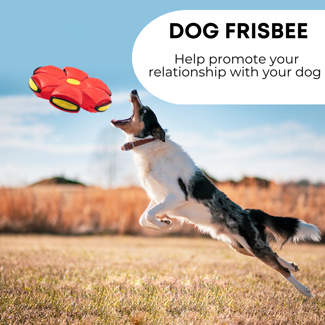 Toytails™ Dog Frisbee