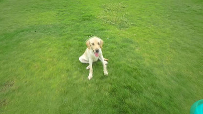 ToyTails™   Dog Portable Bottle